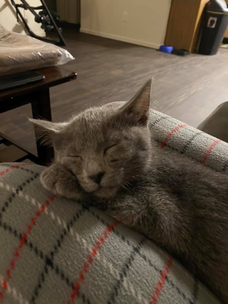 cat sleeping on couch.