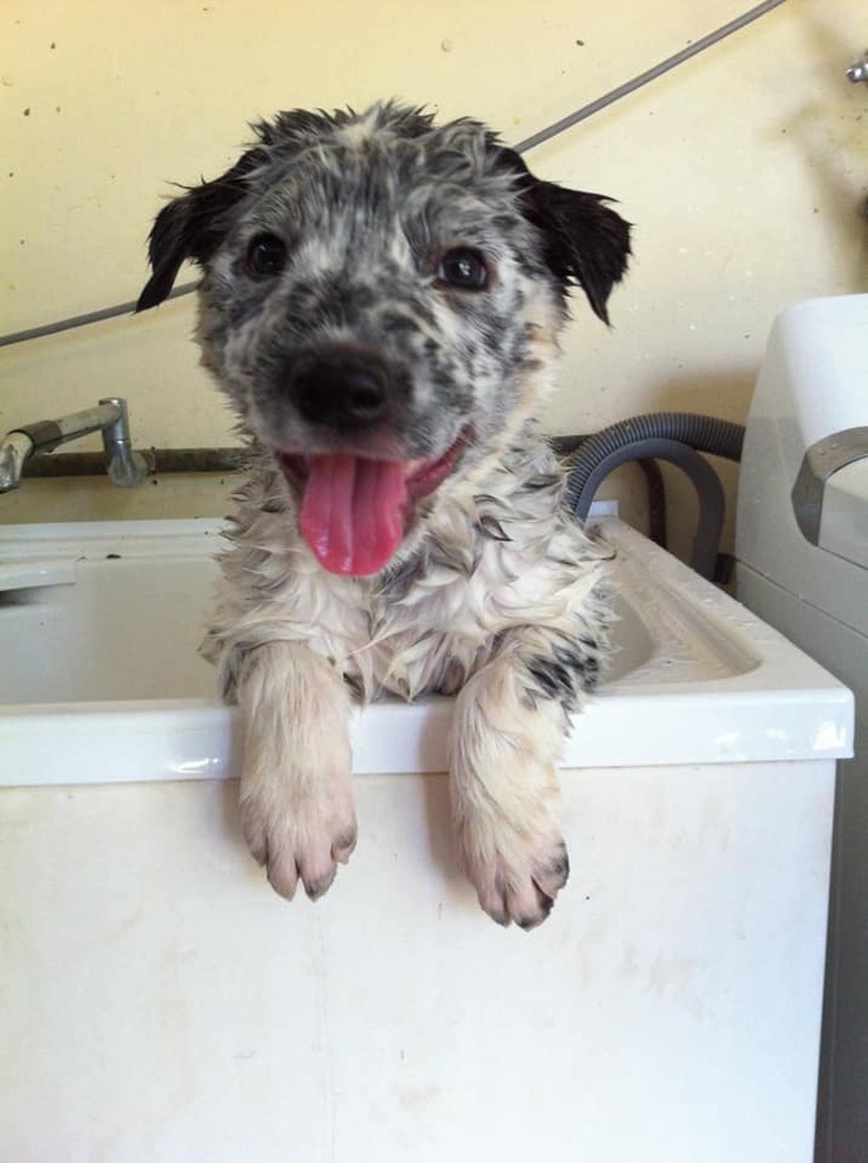 dog in wash sink.