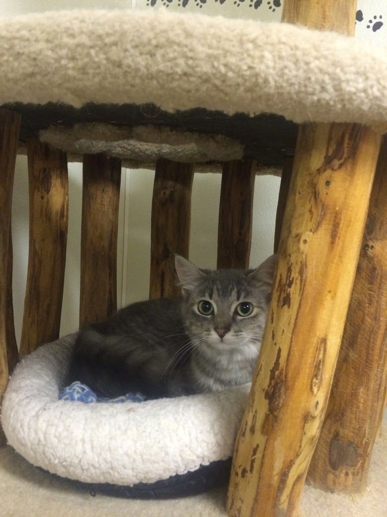 cat in cat bed.