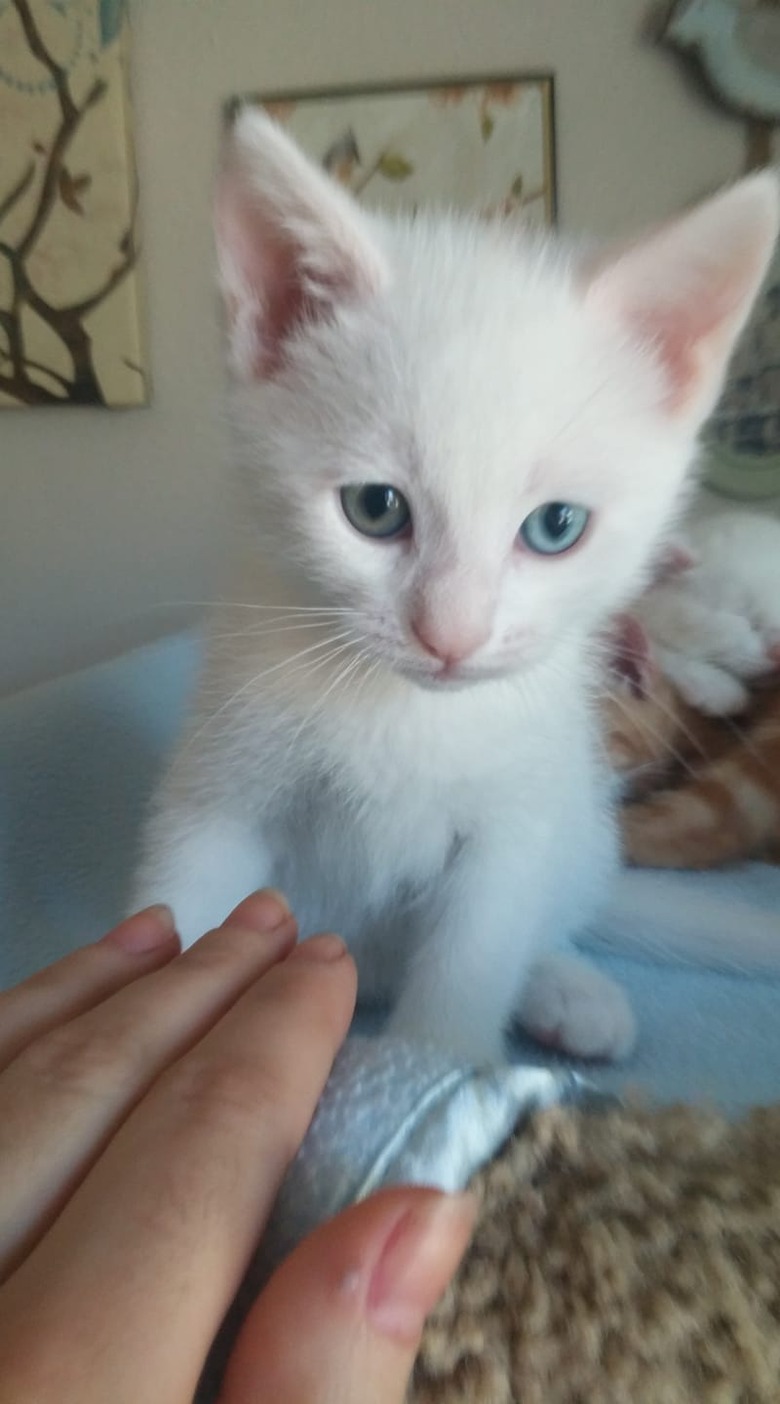 white kitten being petted by their human.