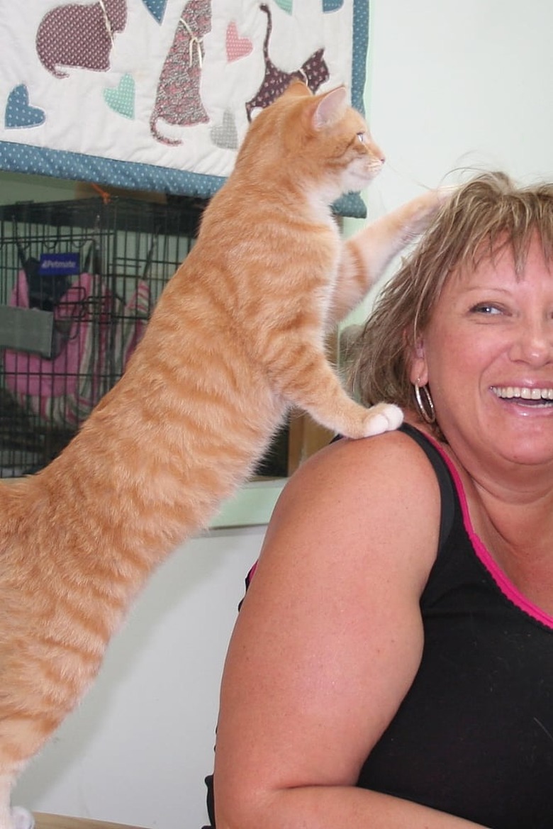 orange cat paws at woman's hair.