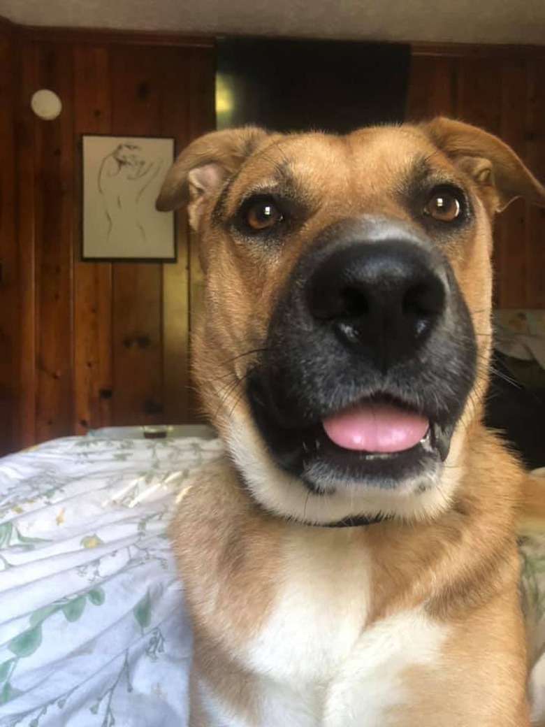 rescued dog sleeps on bed.