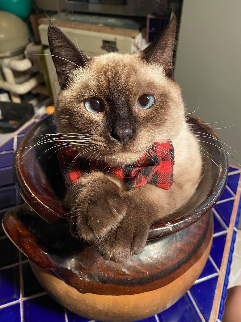 cat wearing bowtie and sitting in pot