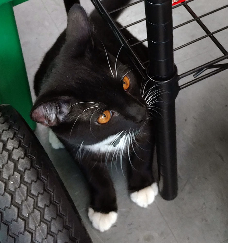 tuxedo cat with cooper colored eyes