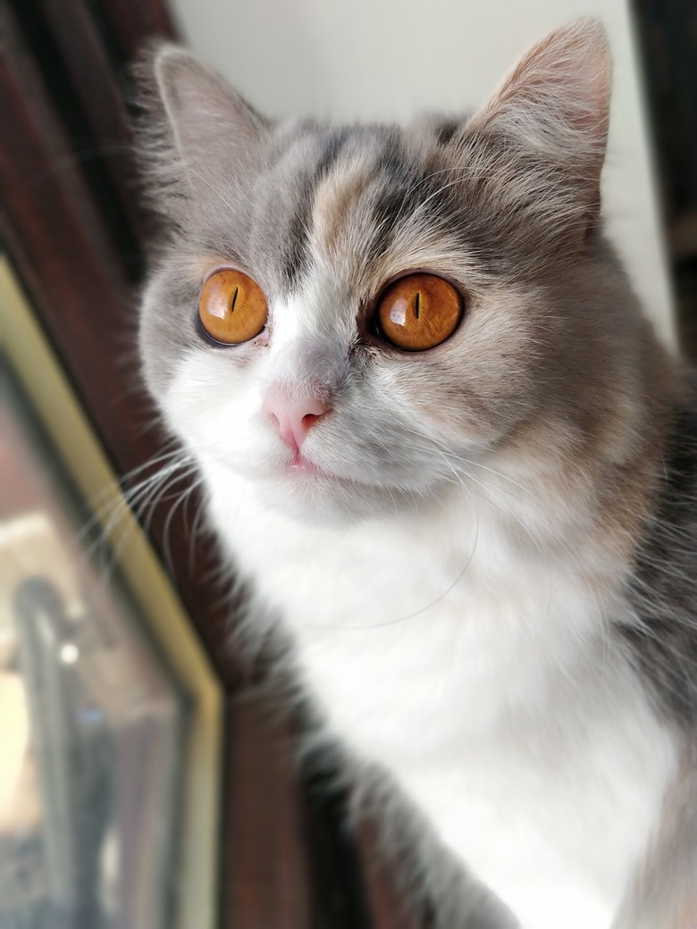 cat with orange eyes