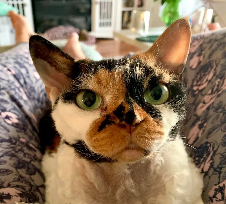 devon rex cat with green eyes