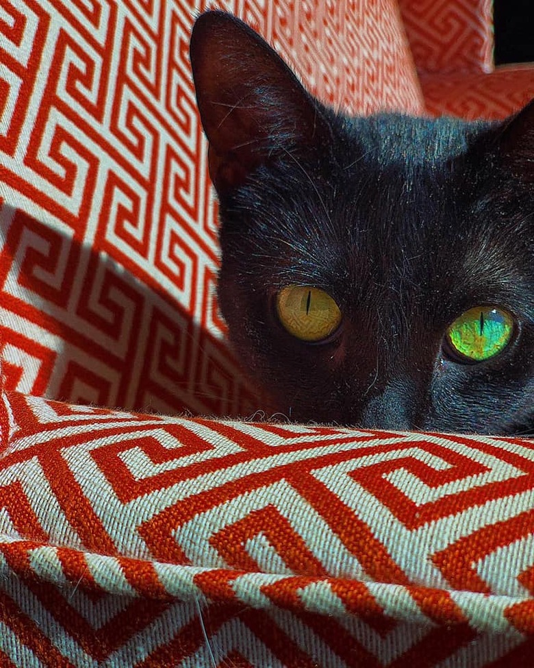 black cat with green eyes