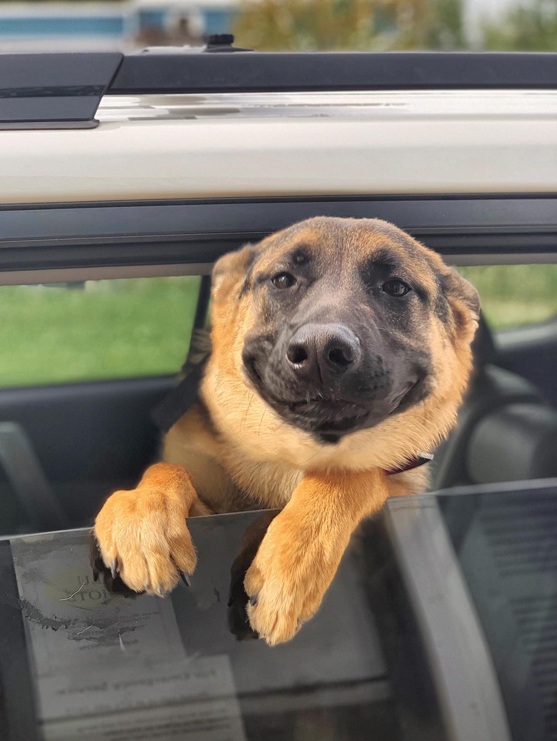 german shepherd smiling