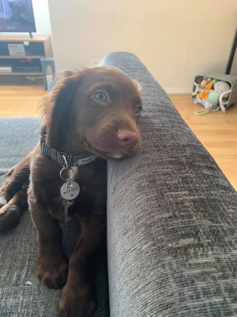 dog on couch smiles