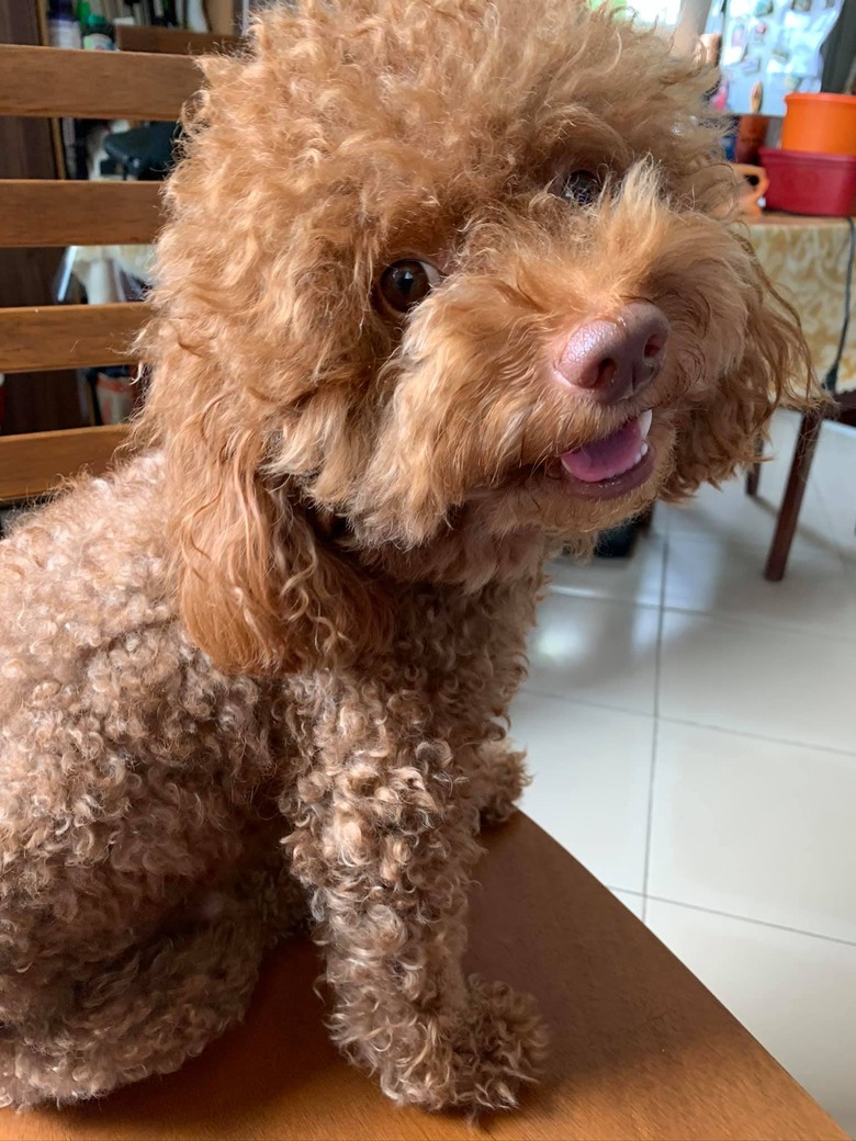 curly haired dog smiles