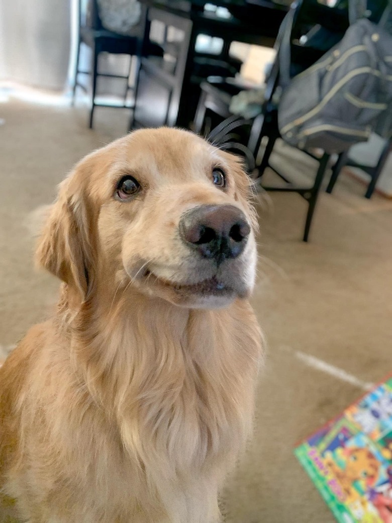 golden retriever smiling