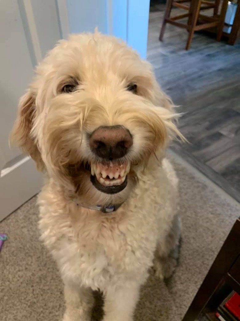 dog smiles for camera