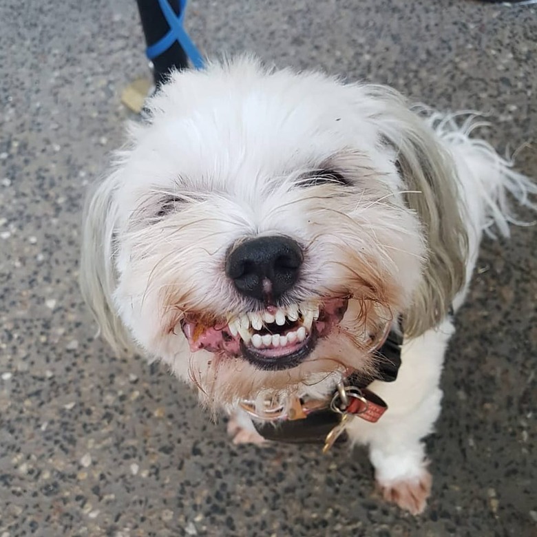 dog smiles for treat