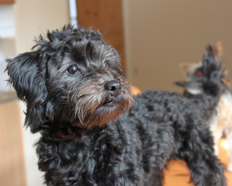 Close up of a Black Yorkie Poo