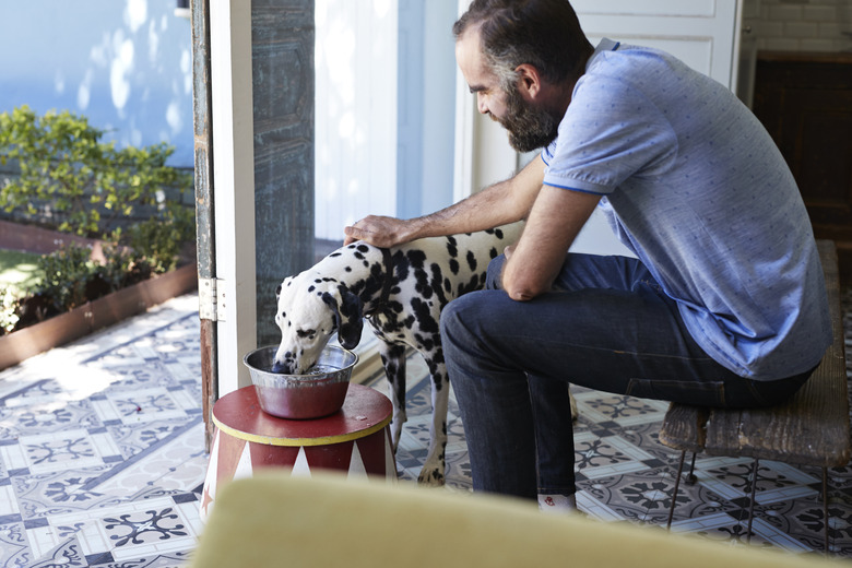 Is There Any Way To Cover Up The Smell Of A Dog In Heat To Another Dog Cuteness