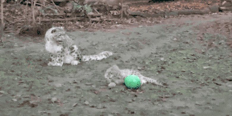 snow leopards play with ball