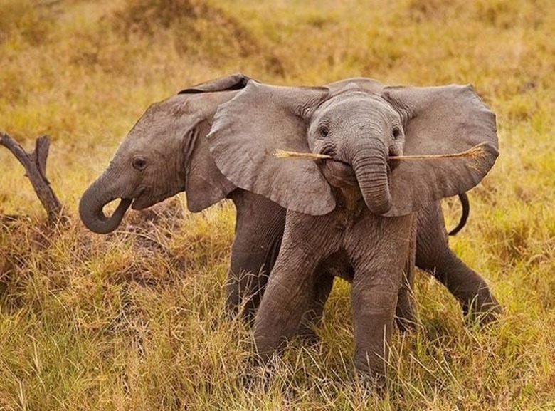 Two elephants, one of which is holding a stick