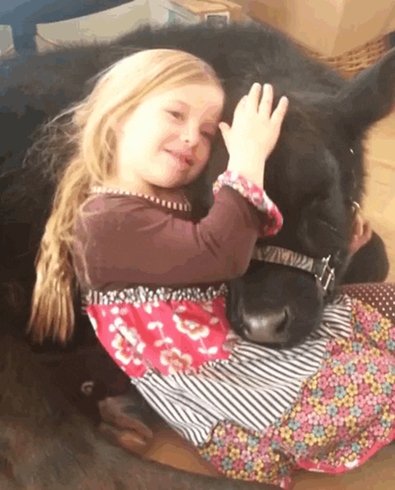 girl cuddles with cow