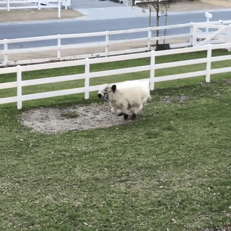 bull has zoomies