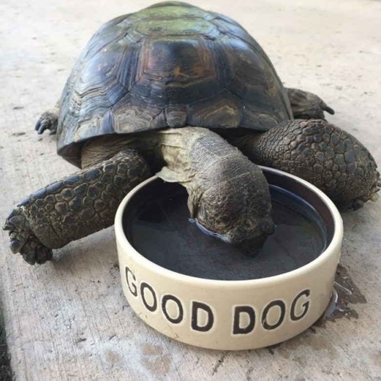 Tortoise drinking out of water bowl that says 