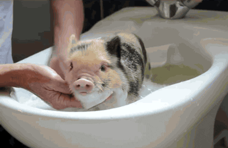 pig gets a bath