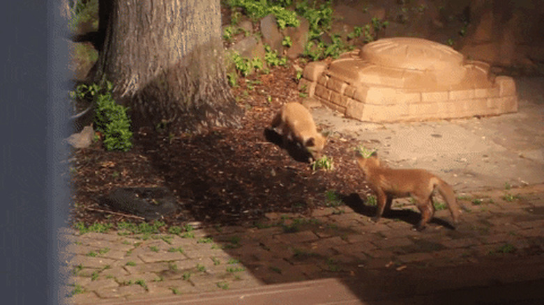 foxes playing with a dog's ball