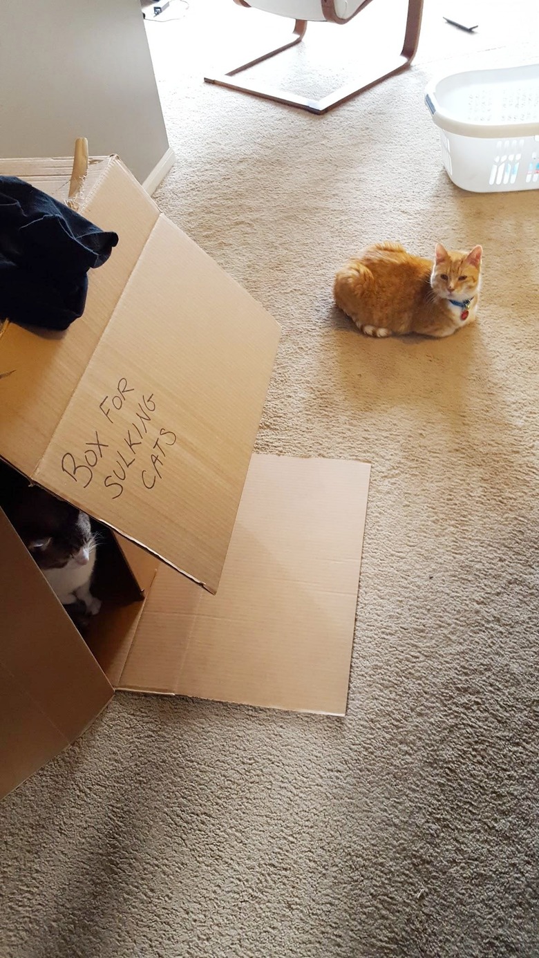 Cat sitting in a box that is labeled 