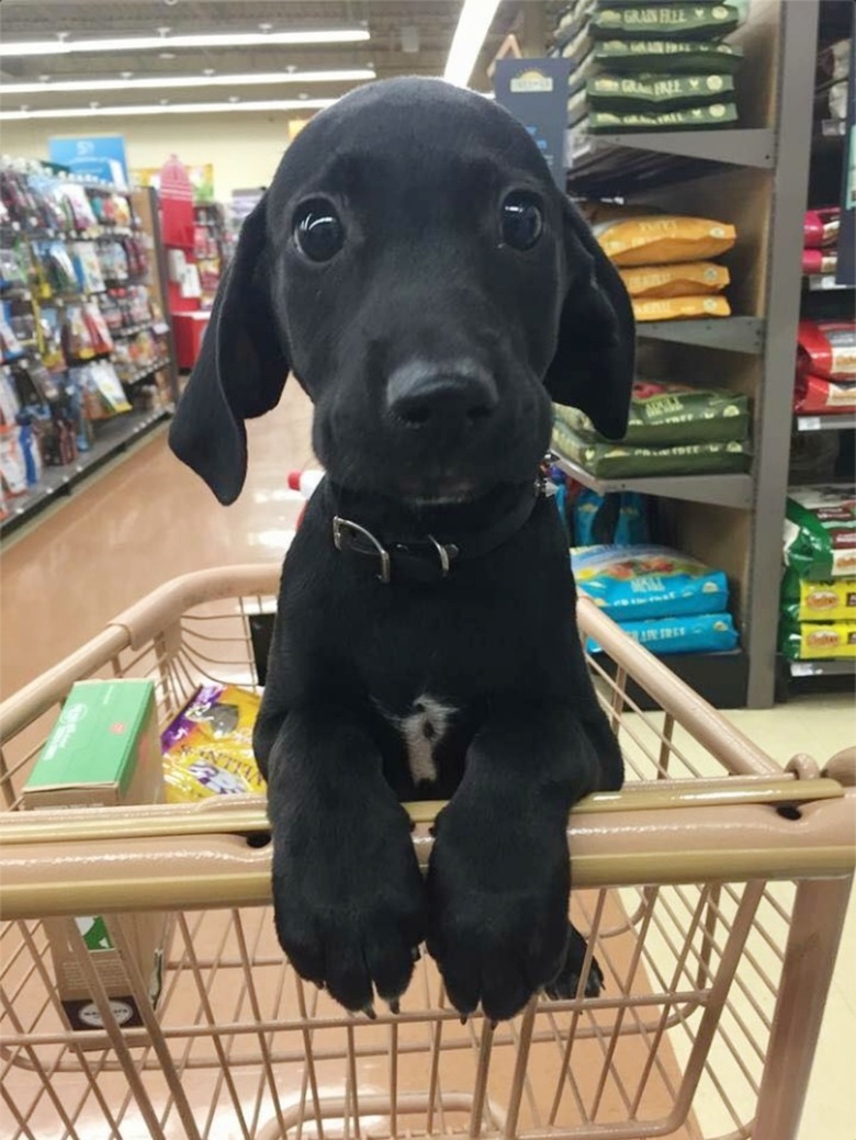 puppy with adorable eyes