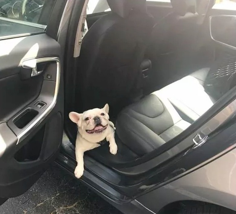 Dog in a car