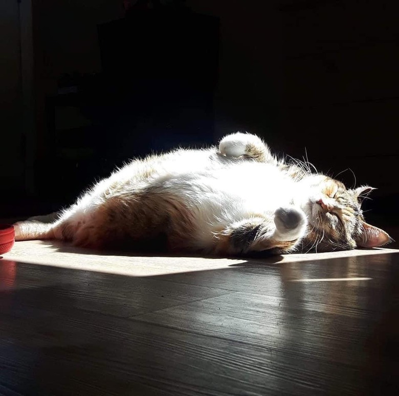 A chubby cat is laying on their back in sunlight.