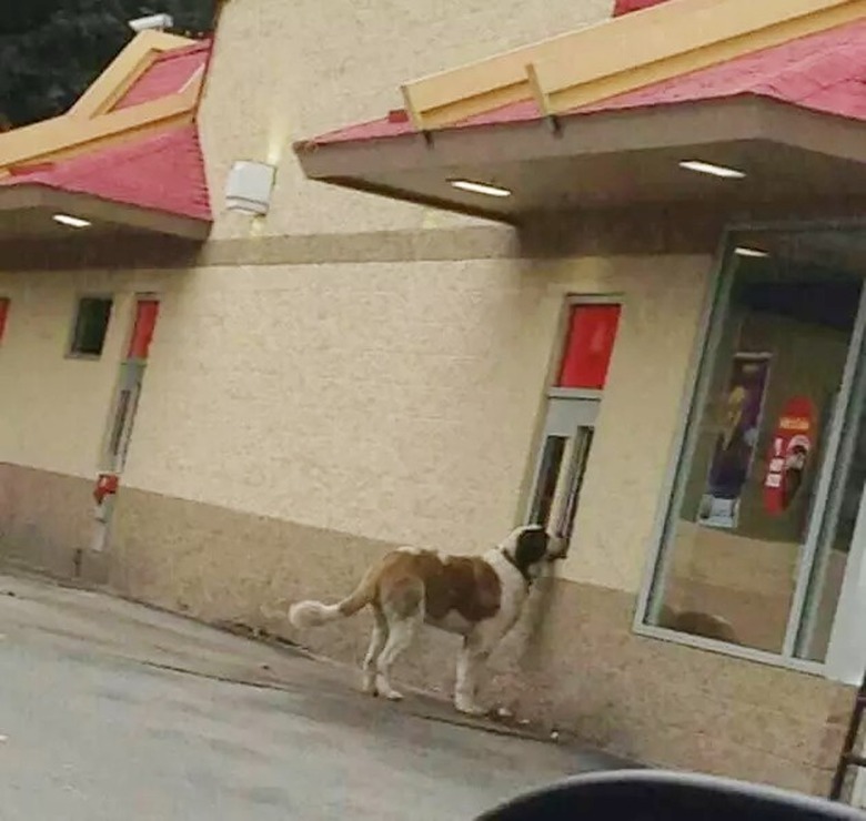 dog getting drive thru food