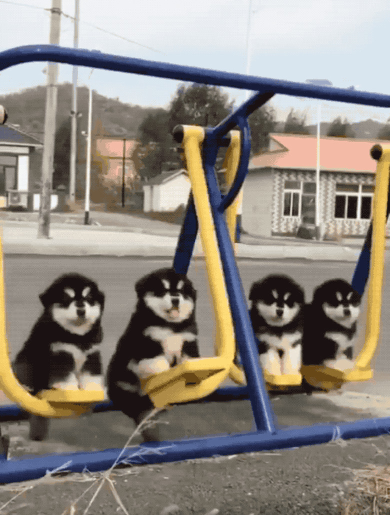 dogs on playground swingset