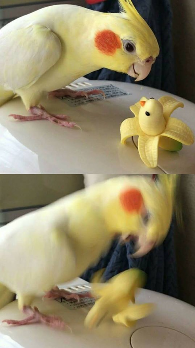 Bird attacking a banana dressed up like the bird