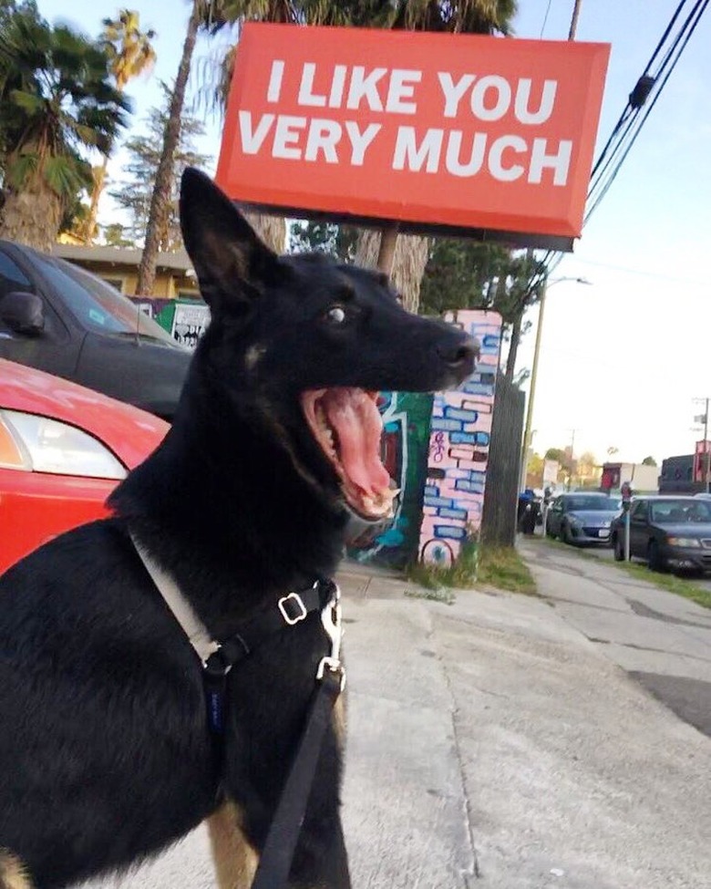 smiling dog in front of funny sign that reads I like you very much