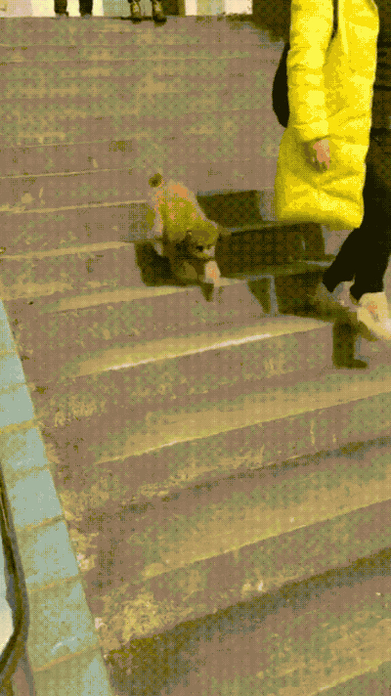 dog running down stairs on front legs