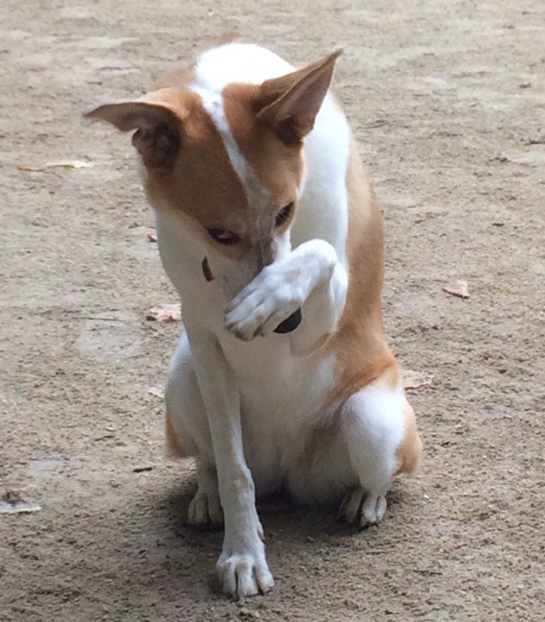 shy dog doesn't know how to pose for camera