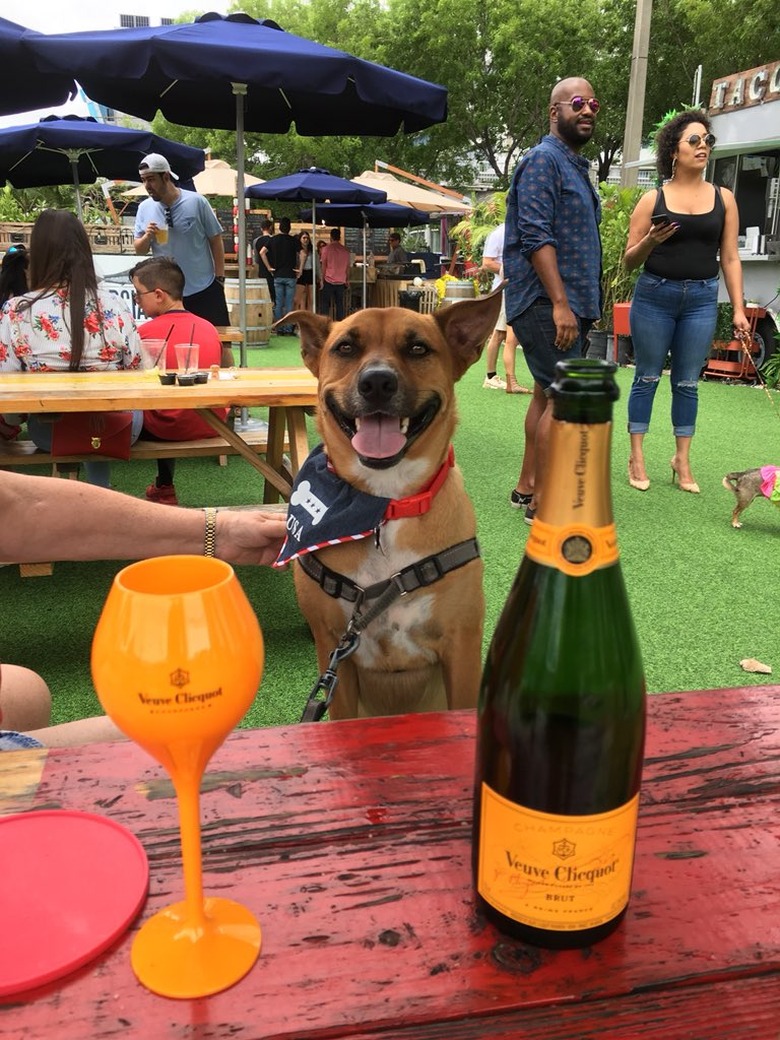 dog poses for camera at picnic