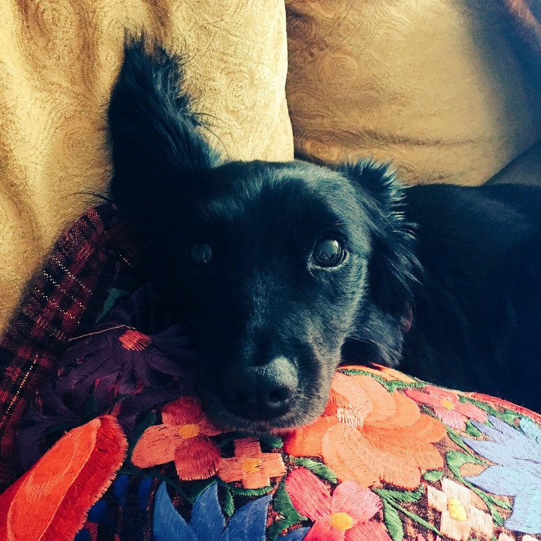 dog poses for camera with one ear up