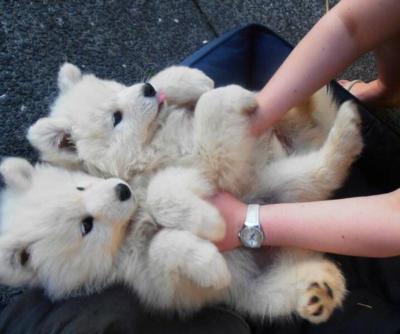 Plump Puppies Prove All The Good Things In Life Are Chubby