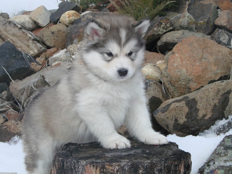 Plump Puppies Prove All The Good Things In Life Are Chubby