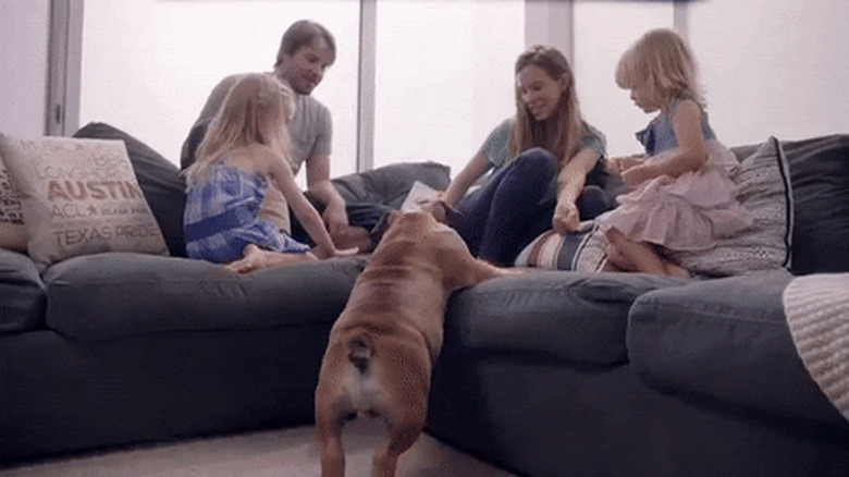 chubby bulldog climbs onto couch