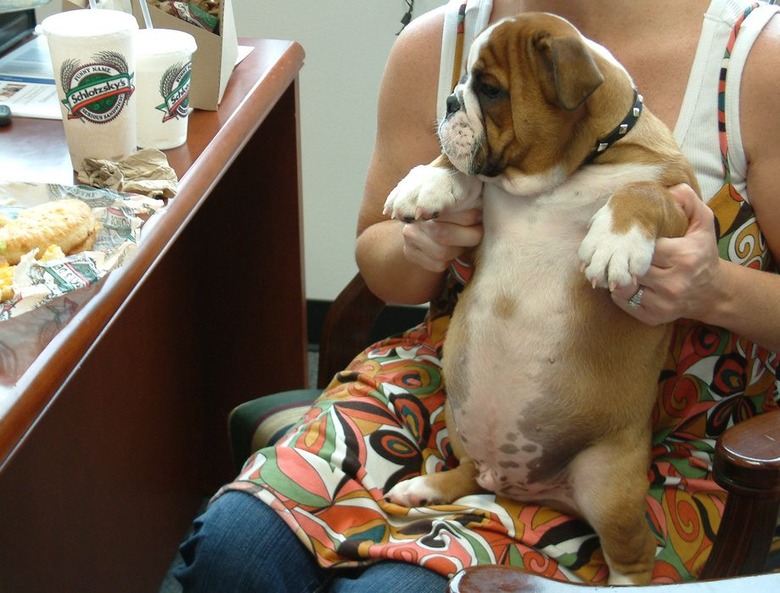 Plump Puppies Prove All The Good Things In Life Are Chubby