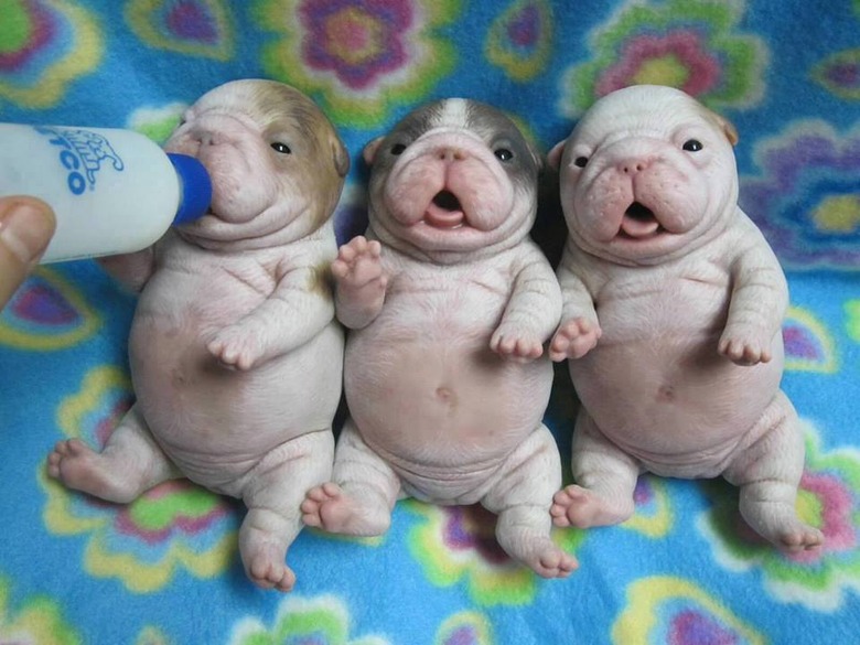 Plump Puppies Prove All The Good Things In Life Are Chubby