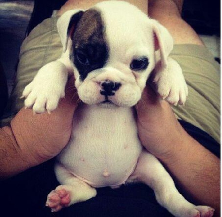 Plump Puppies Prove All The Good Things In Life Are Chubby