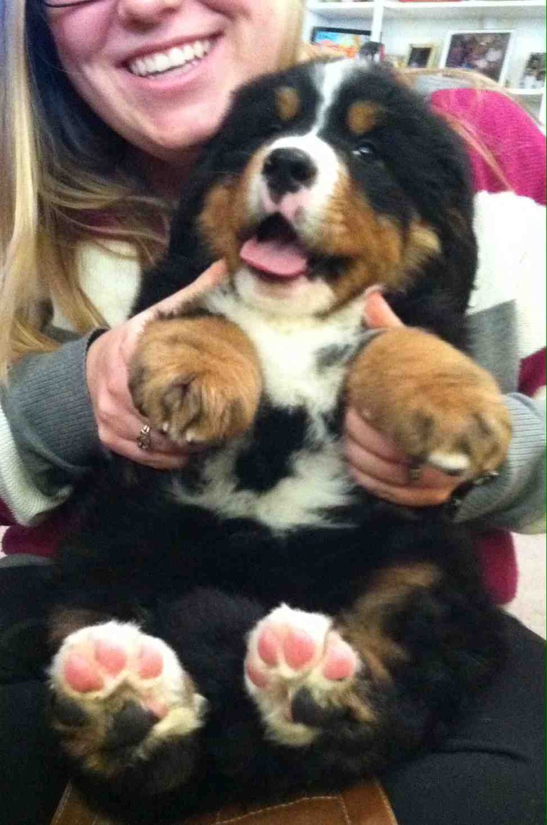 Plump Puppies Prove All The Good Things In Life Are Chubby