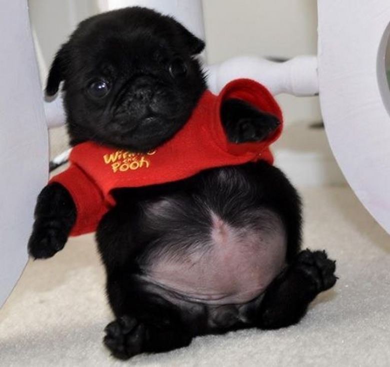 Plump Puppies Prove All The Good Things In Life Are Chubby