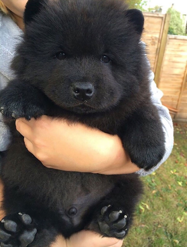 Plump Puppies Prove All The Good Things In Life Are Chubby