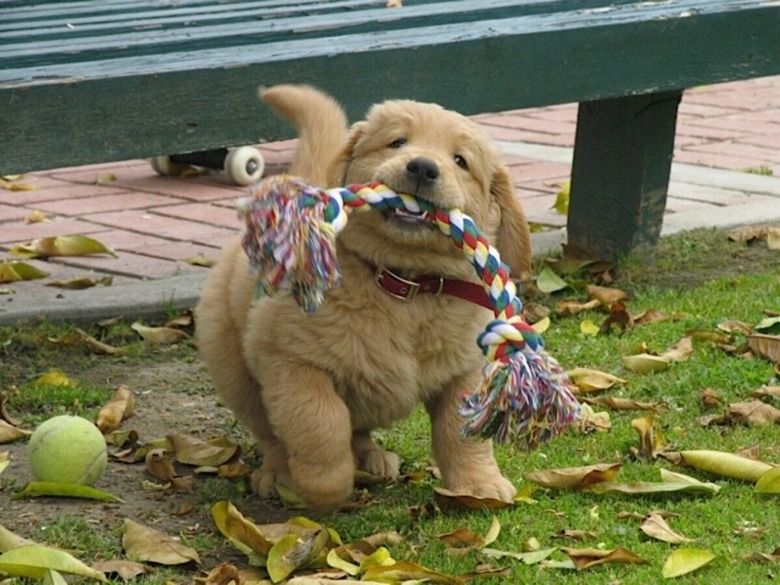 Plump Puppies Prove All The Good Things In Life Are Chubby