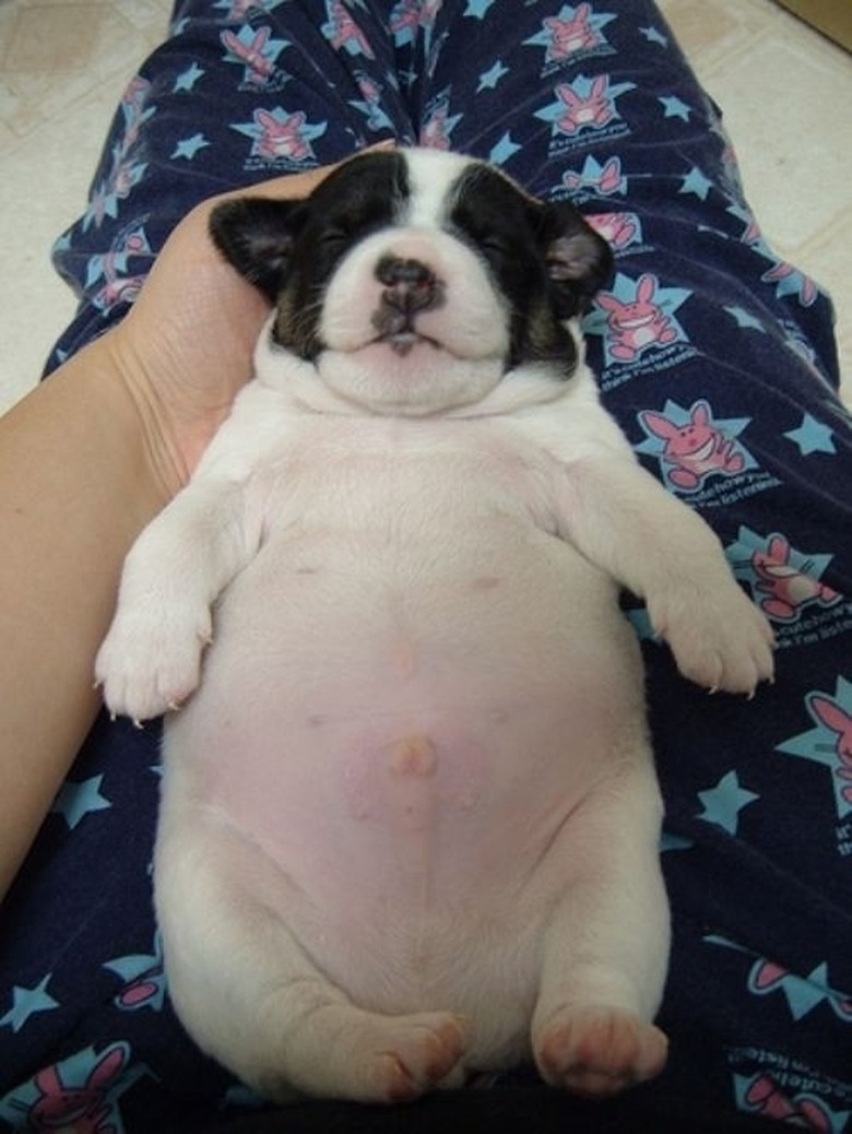 Plump Puppies Prove All The Good Things In Life Are Chubby