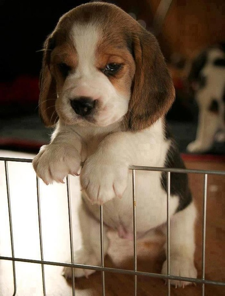 Plump Puppies Prove All The Good Things In Life Are Chubby